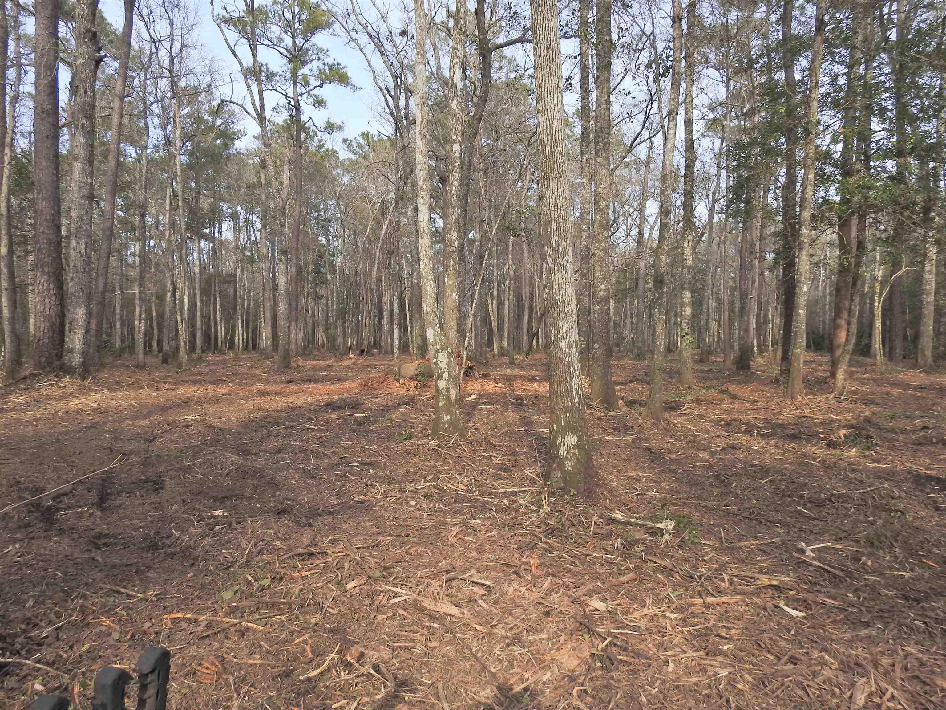 Image 4: View of wooded area Image 4: View of wooded area