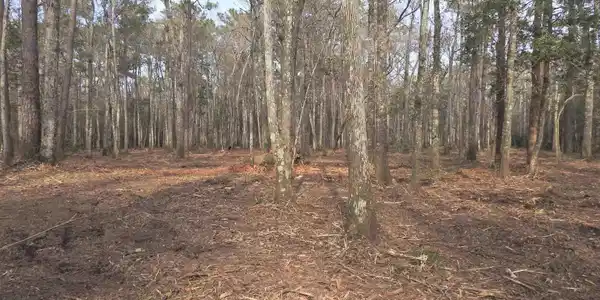 Image 4: View of wooded area Image 4: View of wooded area