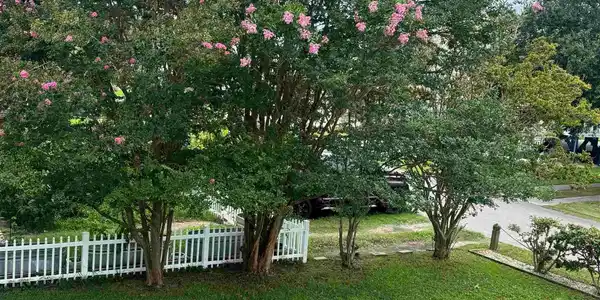 Image 4 Image 4