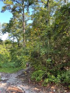 TBD Bellamy Dr.
