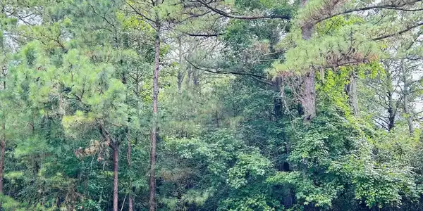 Image 2 Image 2