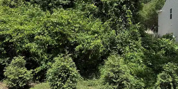 Image 4 Image 4