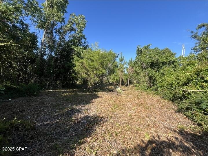 Image 4: partial cleared from overgrowth