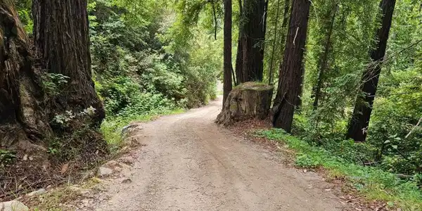 0 Garrapatos Redwood Trail