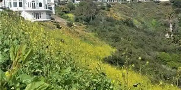 0 El Levante