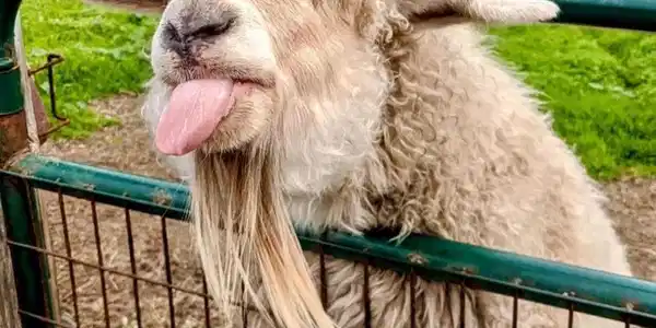 0 San Lucas