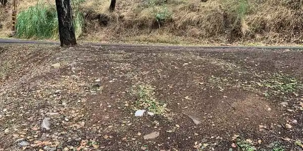 Mountain View Ave