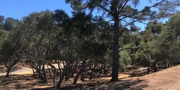 7735 Paseo Venado (Lot 82)