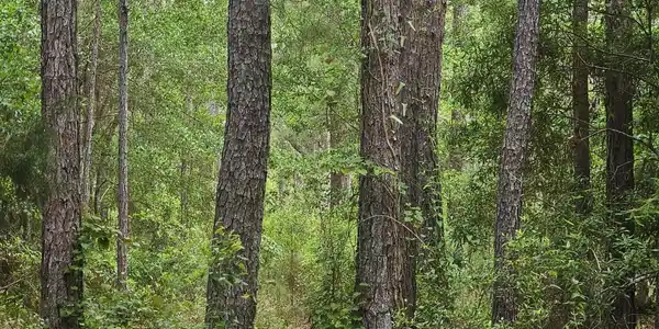 Image 4: 4