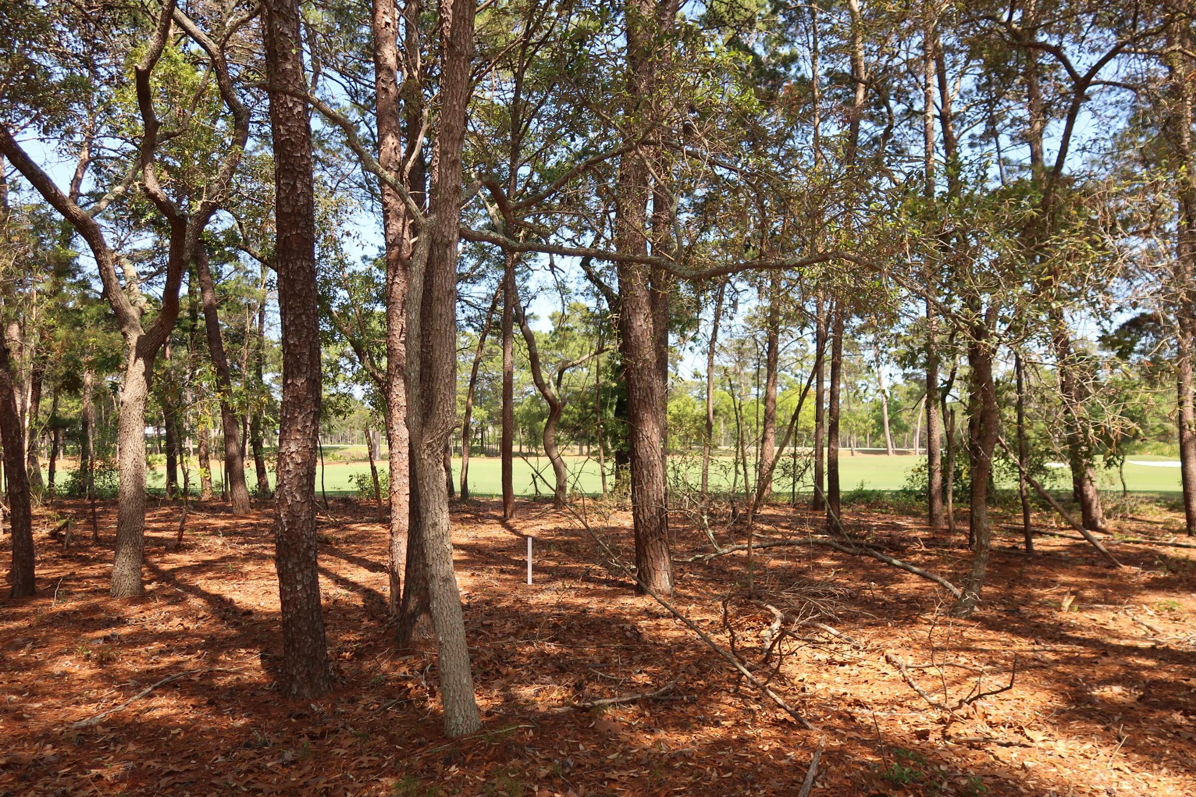 Image 4: IMG_0609