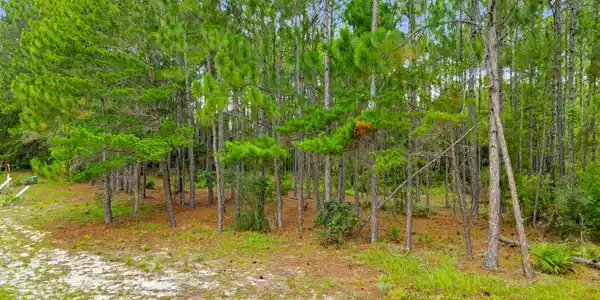 Image 4: 2-web-or-mls-PANHANDLE - 1509 SWEET BAY