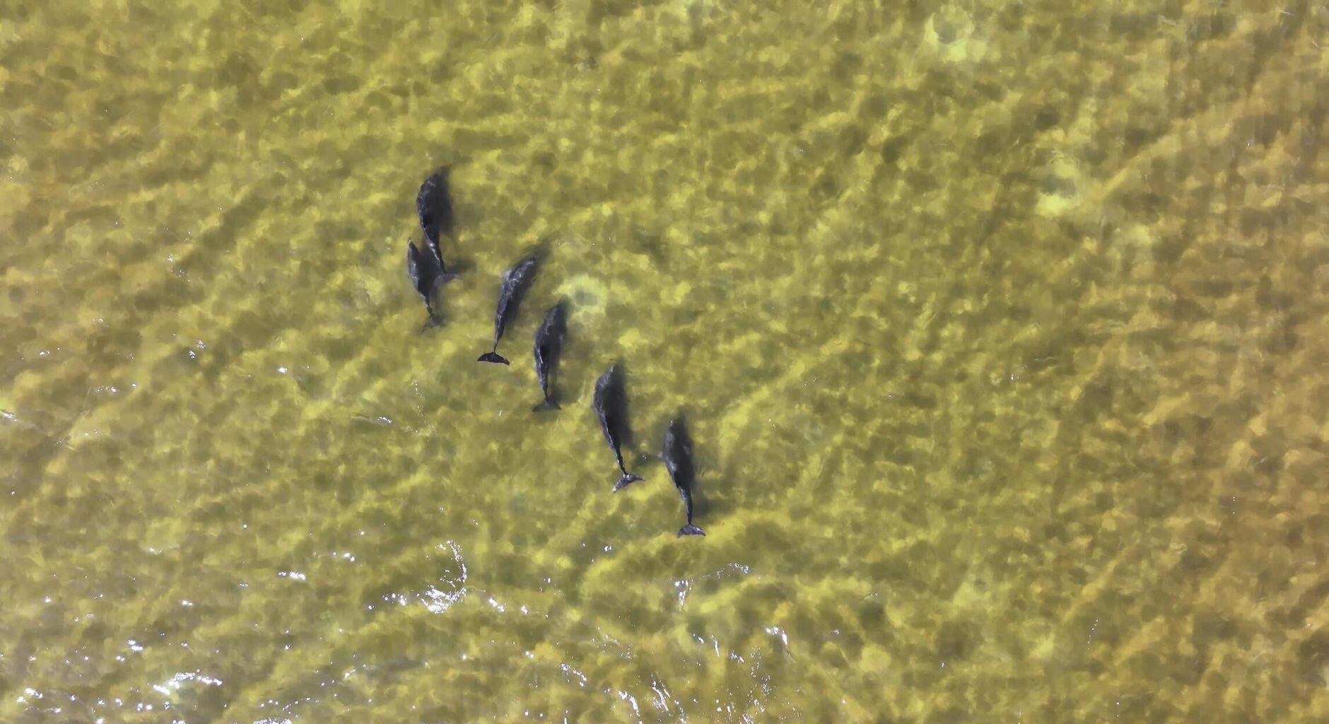 Image 2: Dolphins