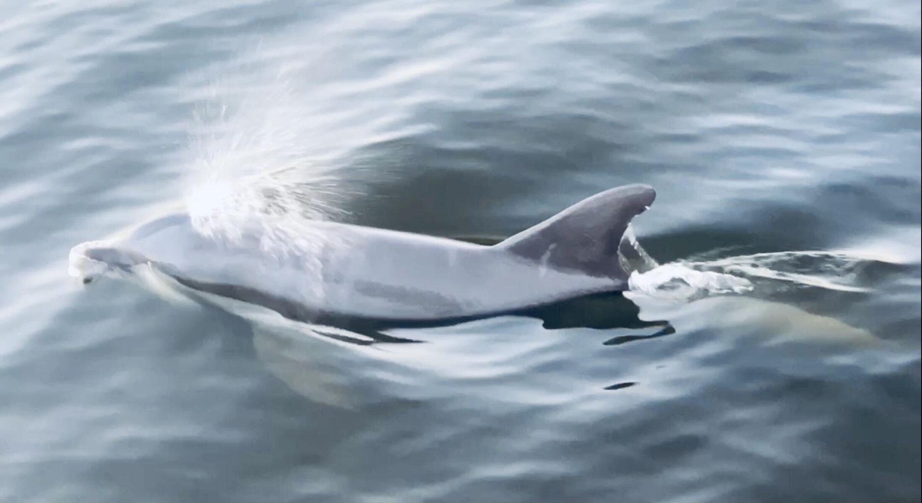 Image 3: Dolphins