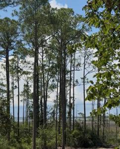 Lot 8 19th Street