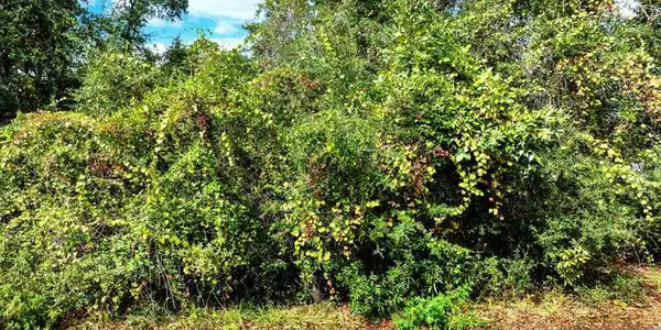 Image 3: 75x150 lot on Palmetto Ave
