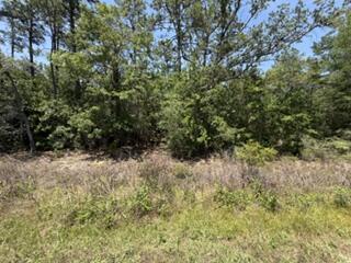 Image 2: IMG_0056