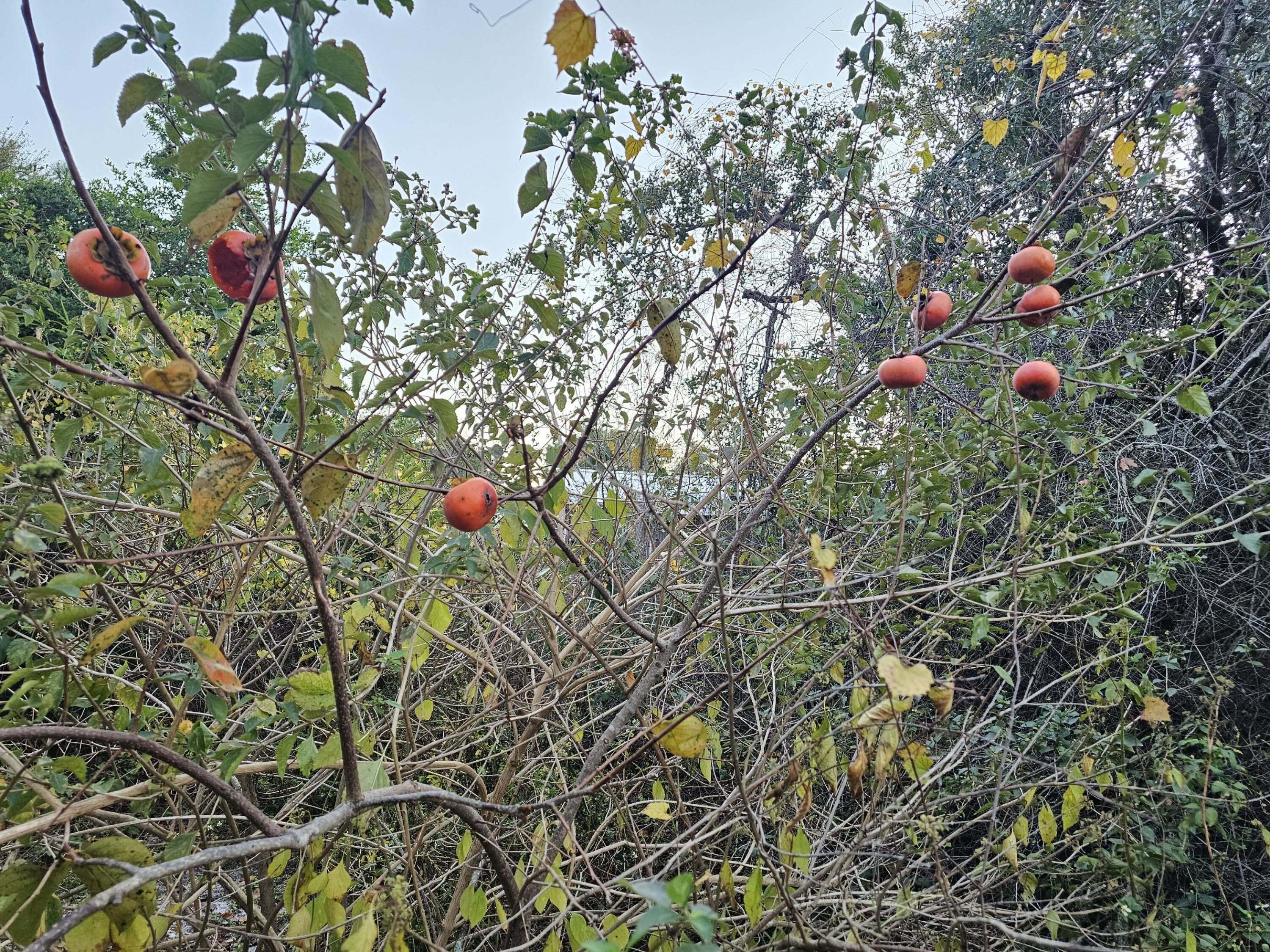 Image 4: fruit