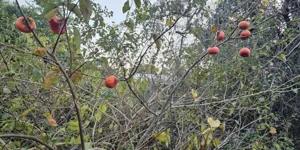 Image 4: fruit