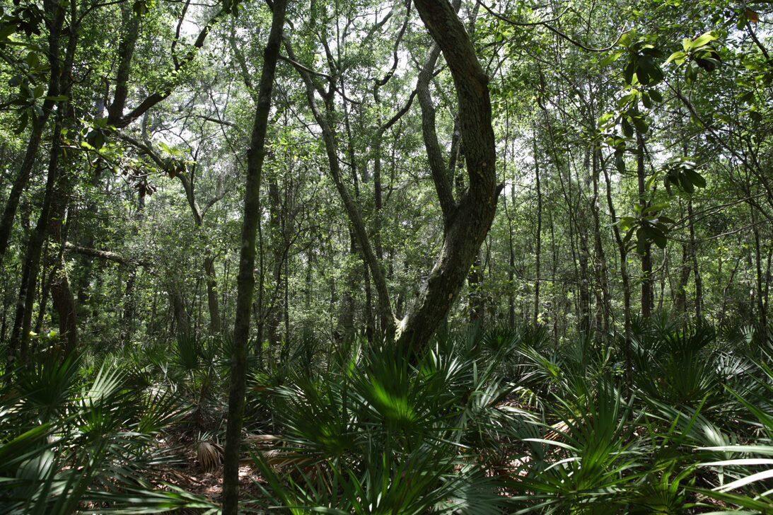 Image 2: SBL preserve lot