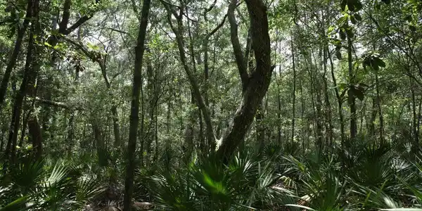 Image 2: SBL preserve lot