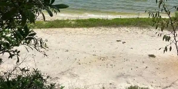 Image 2: VIew from the wooded area