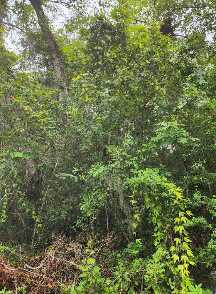 Image 1: LOT