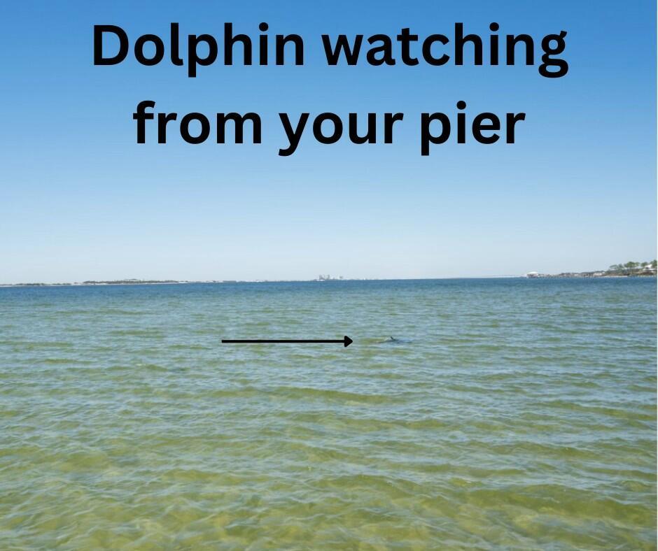 Image 4: watching Dolpins