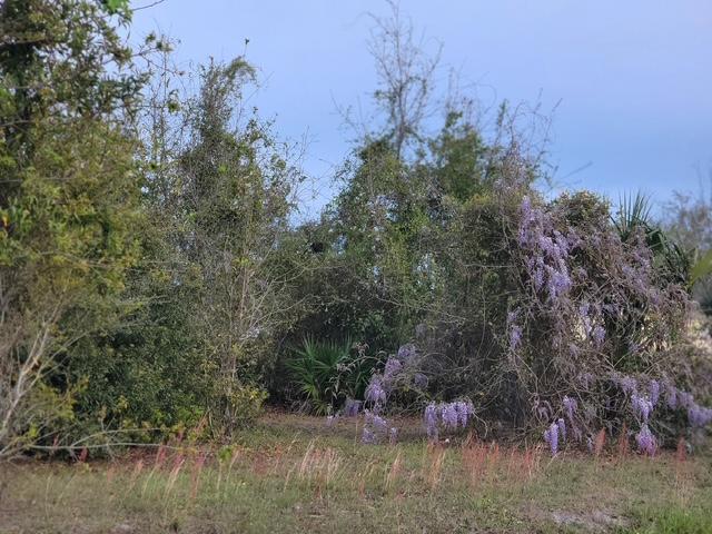 Image 2: side of lot