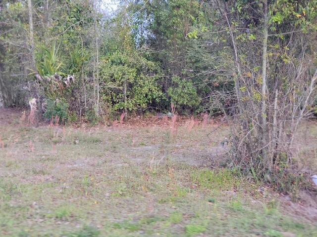 Image 4: lot