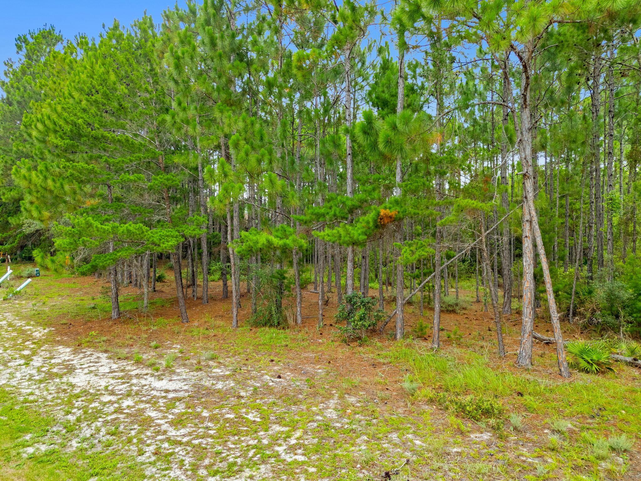 Image 3: 2-web-or-mls-PANHANDLE - 1509 SWEET BAY