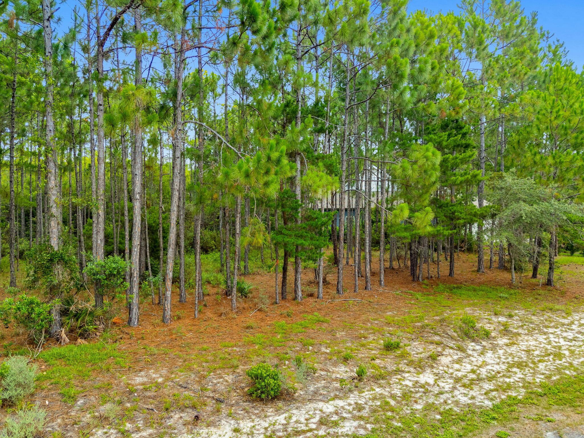 Image 4: 3-web-or-mls-PANHANDLE - 1509 SWEET BAY
