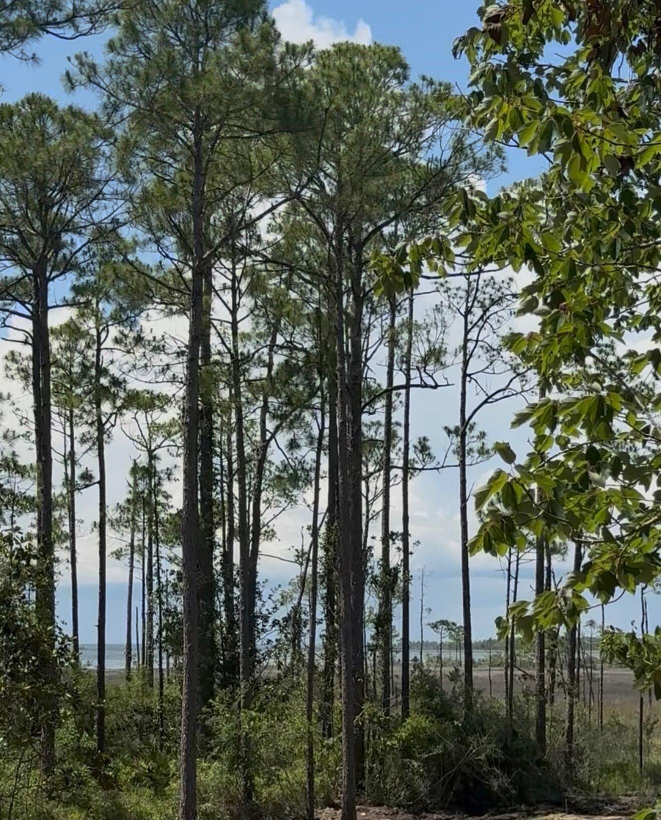 Image 2: 25 ft low altitude