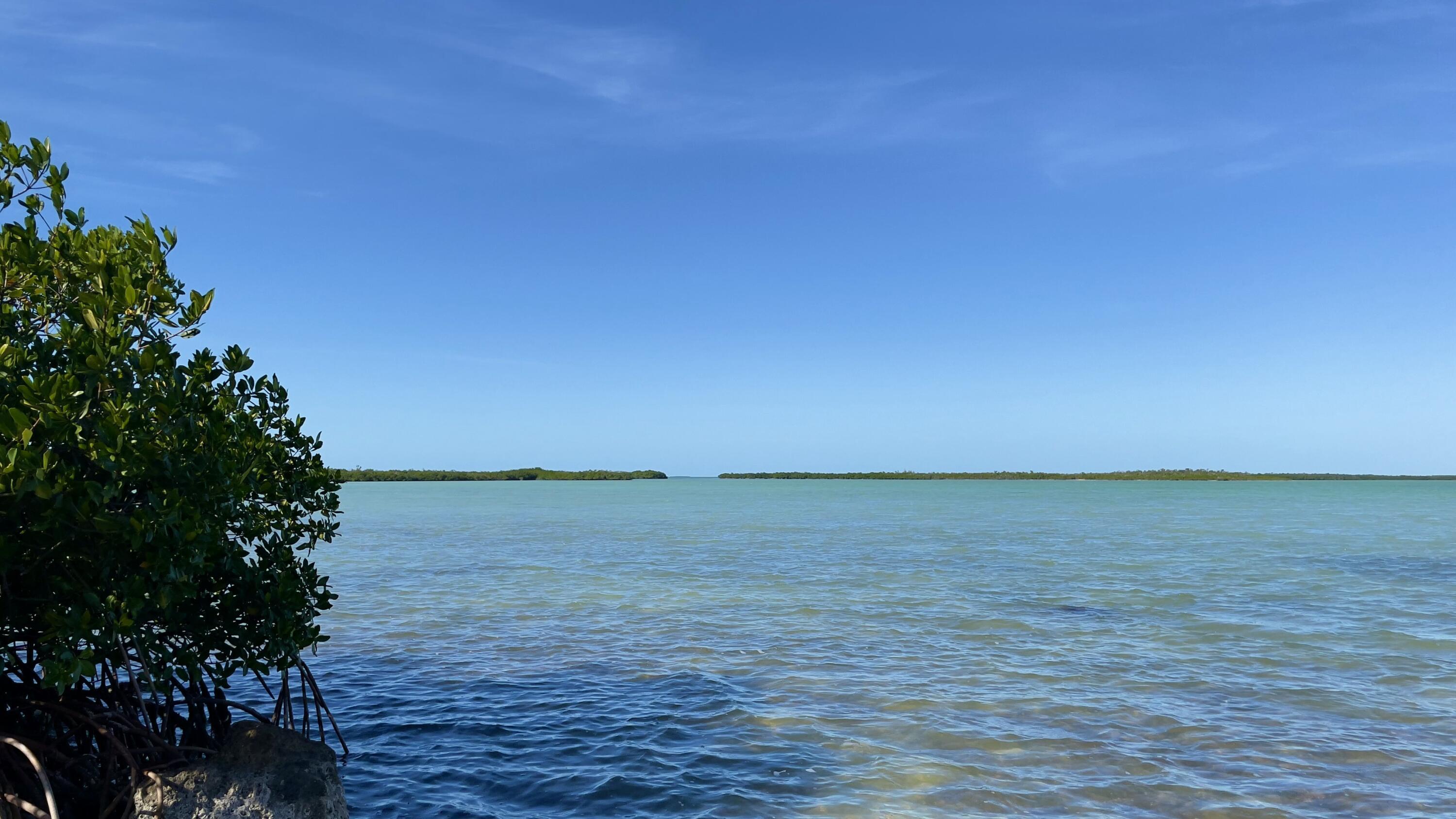 Image 1: tempImagegobHxs