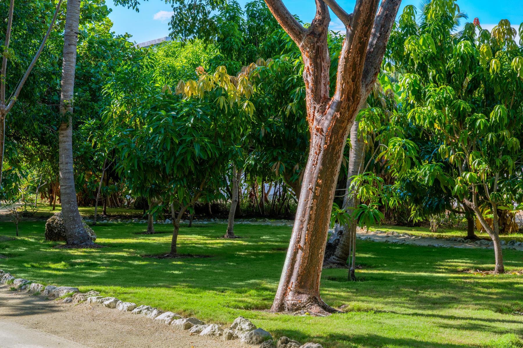 Image 3: Lush landscaping