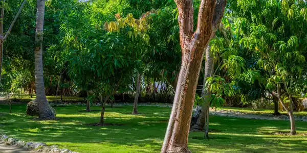 Image 3: Lush landscaping