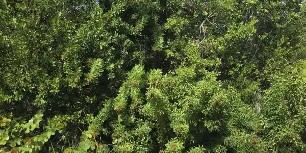 Lot 6 Date Palm Drive