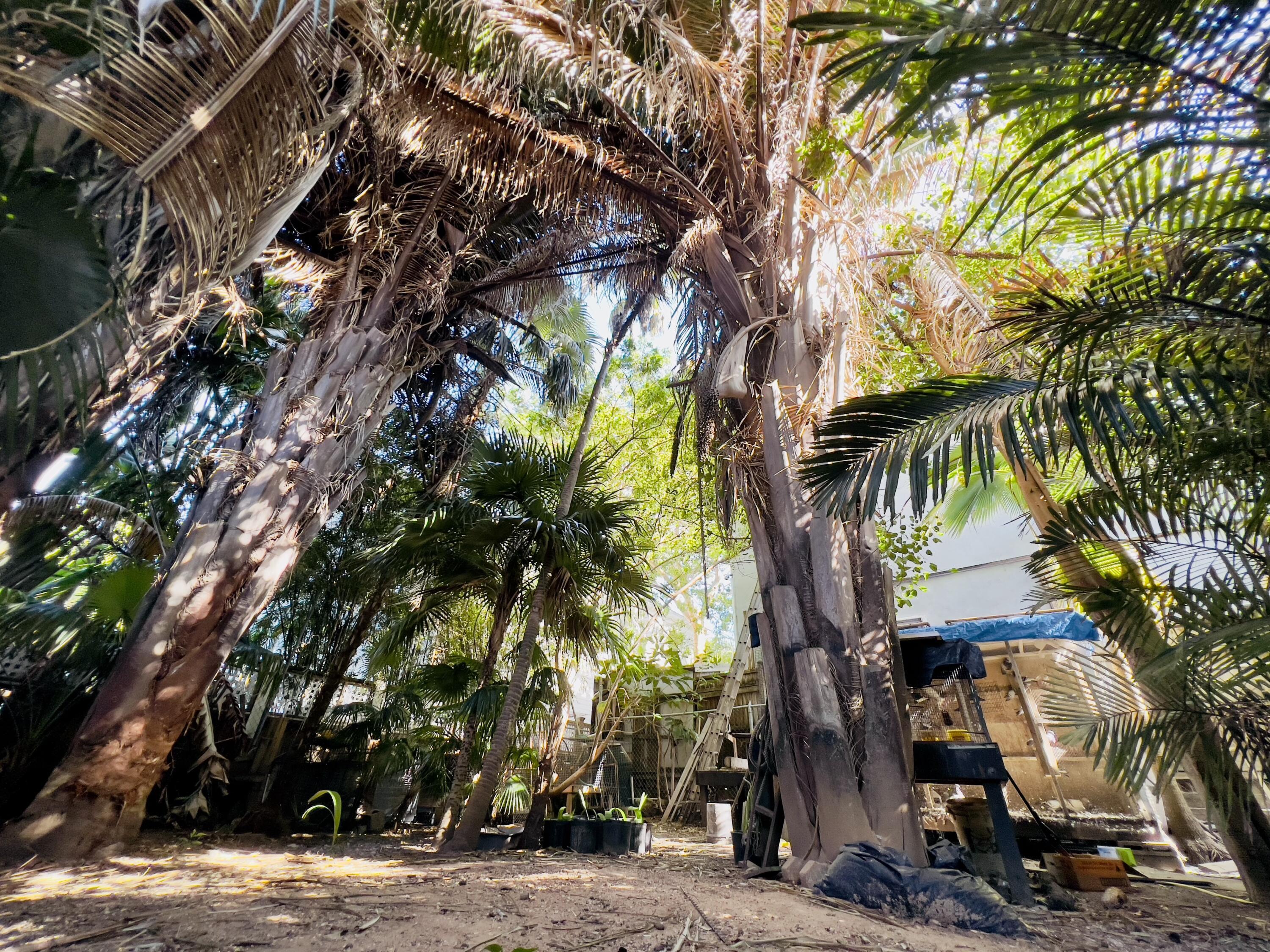Image 3: Backyard