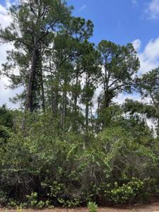 LOT 299 Charleston Way