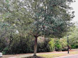 LOT 339 Springtide Lane