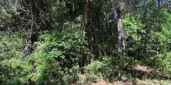 113 Butler Lake Drive, Saint Simons Island GA 31522
