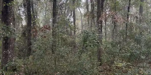 Lot 15 Harmony Hill Lane, Townsend GA 31331