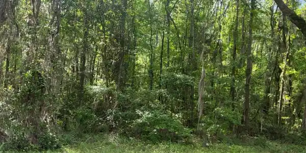 Youngman Road, Townsend GA 31331