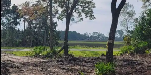 Lot 5 Road, Waverly GA 31565 Piney Bluff
