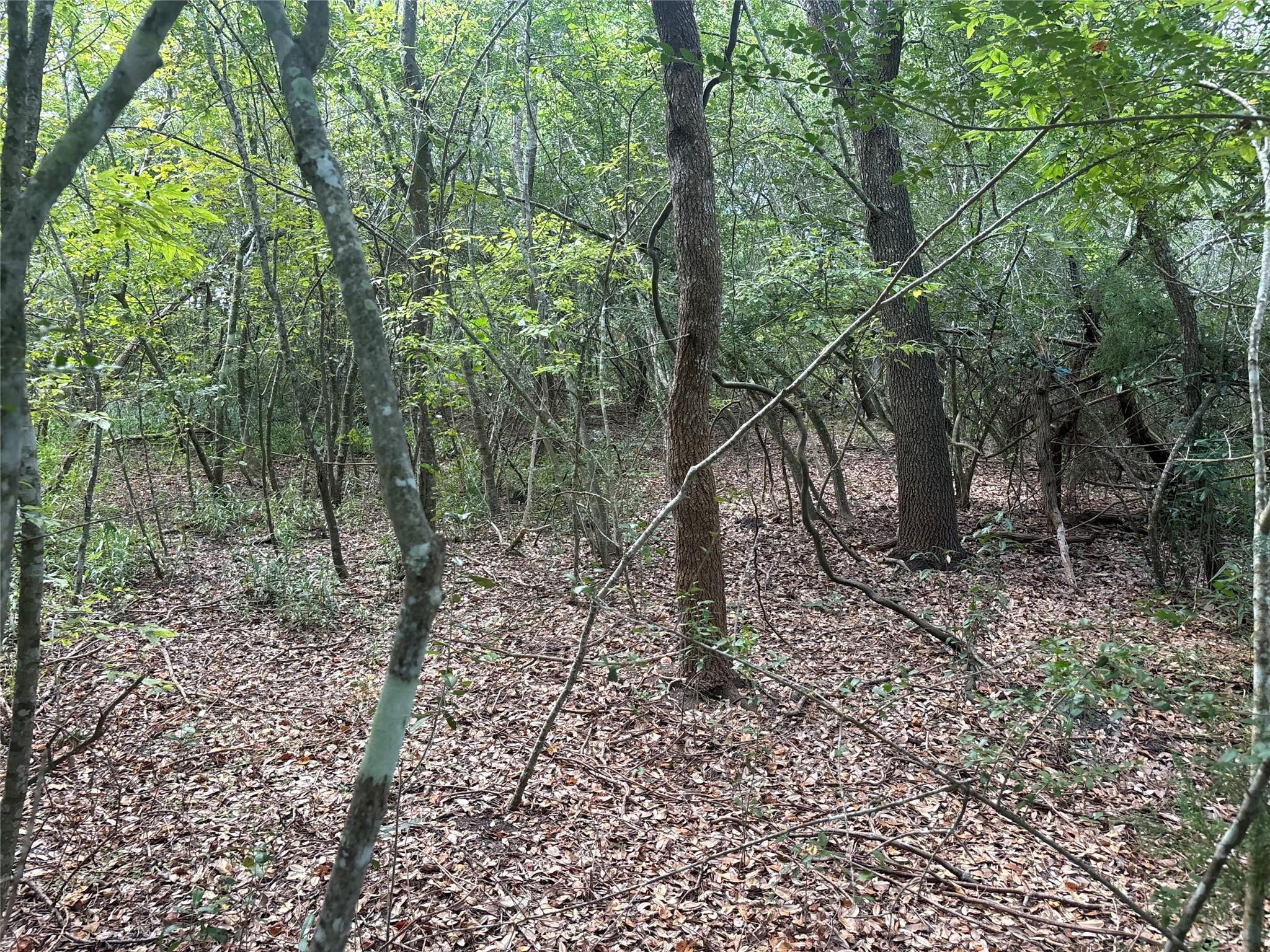 Image 2: Wooded, vacant lot ready for developer with a visi