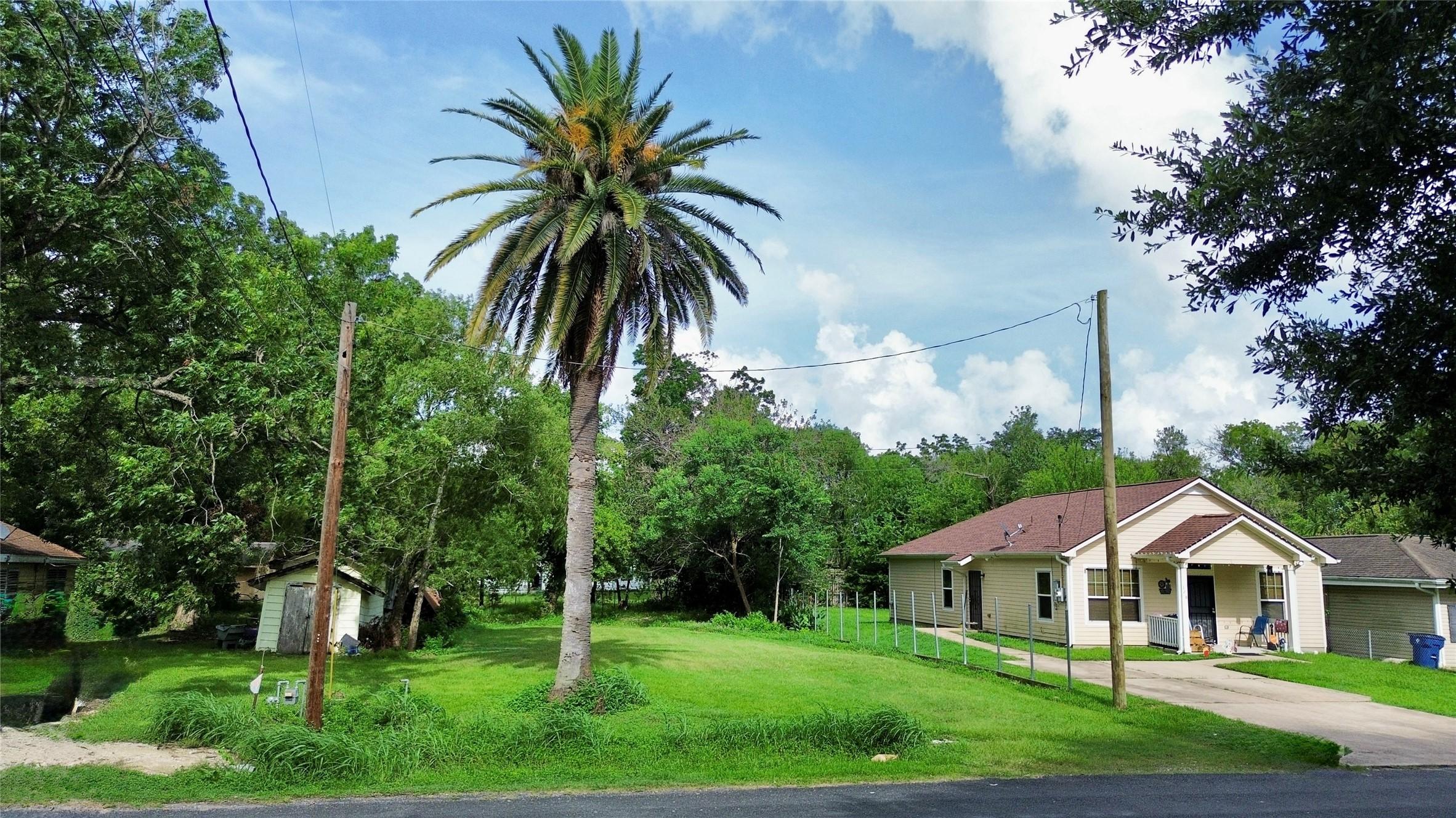Image 4: Just look at that Palm Tree! A beautiful symbol of