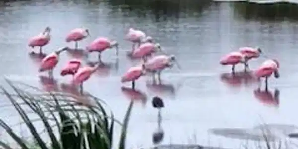 Image 4: Wildlife visits