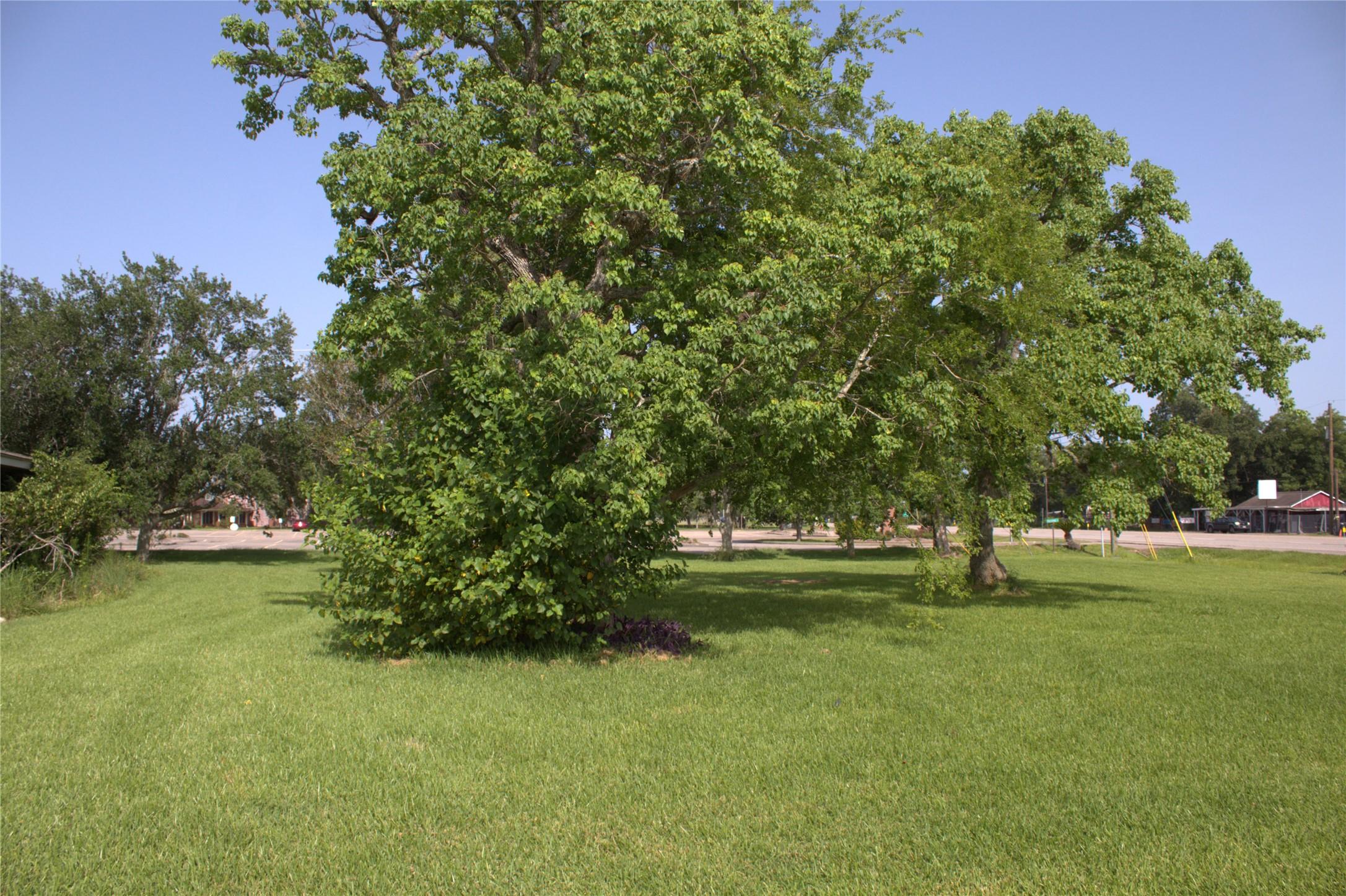 Image 2: front yard with beautiful trees