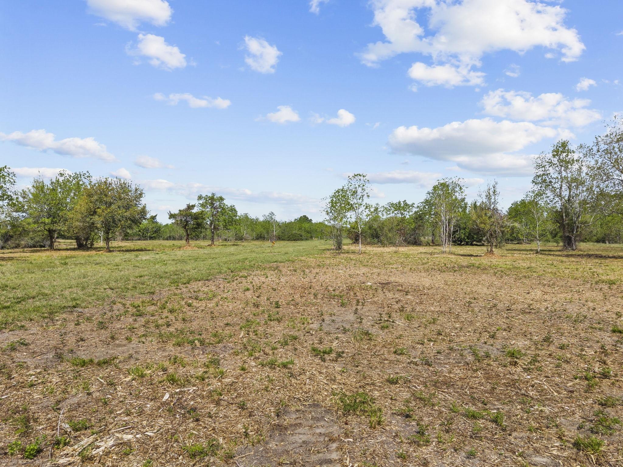 Image 4: Property is 95% cleared.  Oaks, pine, and other tr