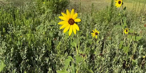 Image 2: Meadowland  surrounding the lot except on west sid