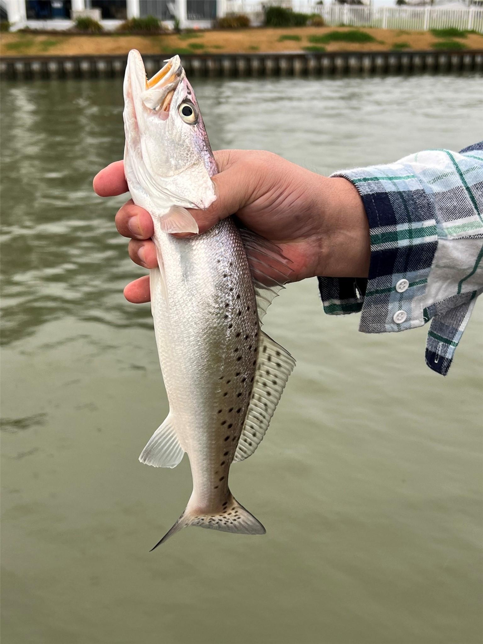Image 3: Great fishing from your own backyard